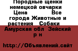 Породные щенки немецкой овчарки › Цена ­ 24 000 - Все города Животные и растения » Собаки   . Амурская обл.,Зейский р-н